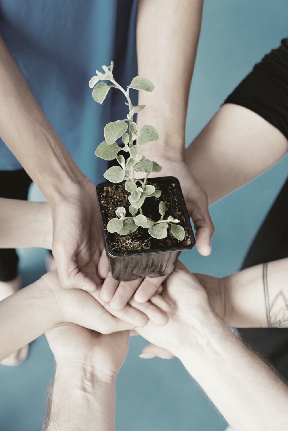 Plusieurs mains soutenant ensemble une jeune plante